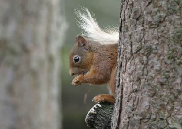 Scottish Wildlife Trust work involves saving the red squirrel. Picture: Contributed
