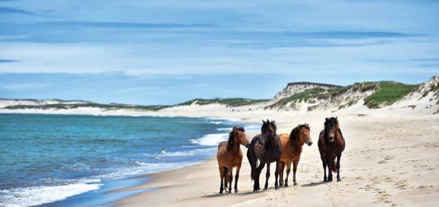 Sable Island horses. Picture Lisa Young