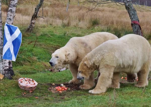 Bear-thday cake: Arktos and Walker tuck into their cake. Picture: SWNS