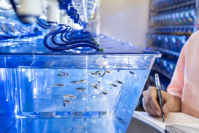 Scientists are studying zebrafish in the hope of making a medical breakthrough. Picture: University of Edinburgh