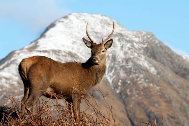 Red deer graze in Glen Etive. More overseas investors are being attracted to the Highlands as the pound has fallen in value. Photograph: Jane Barlow/PA
