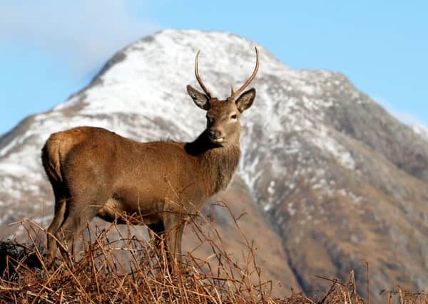 Red deer graze in Glen Etive. More overseas investors are being attracted to the Highlands as the pound has fallen in value. Photograph: Jane Barlow/PA