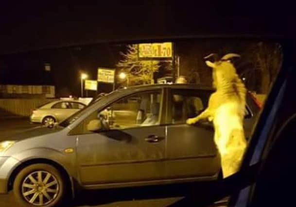 The goat jumped up on two cars. Picture: Contributed