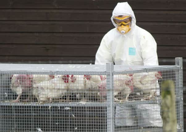 Poultry farmers are being warned to keep their birds indoors. Picture: Ian Rutherford