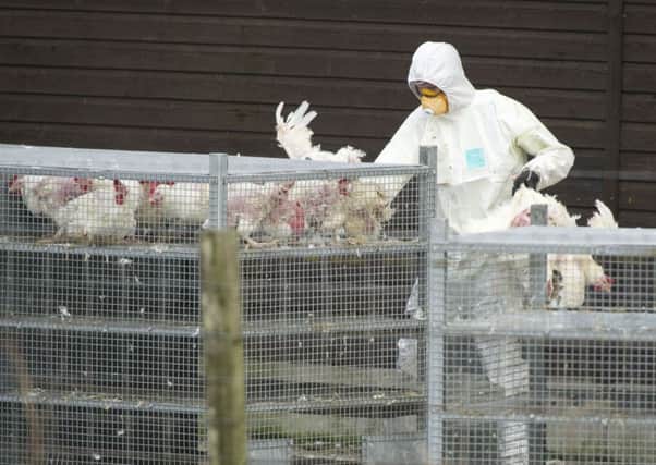 Ministers have warned over the risk of avian flu. Picture: Ian Rutherford