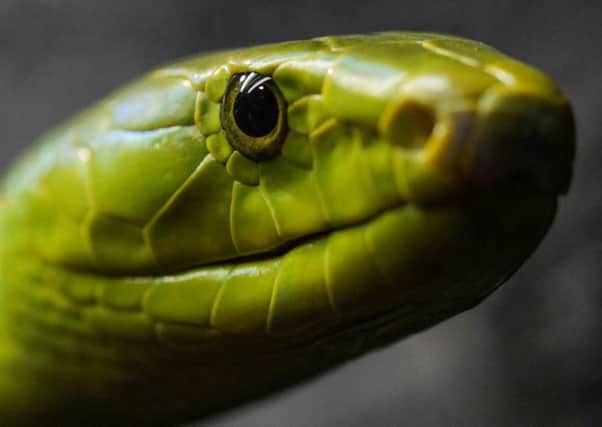 Officers believed they had found a green mamba snake