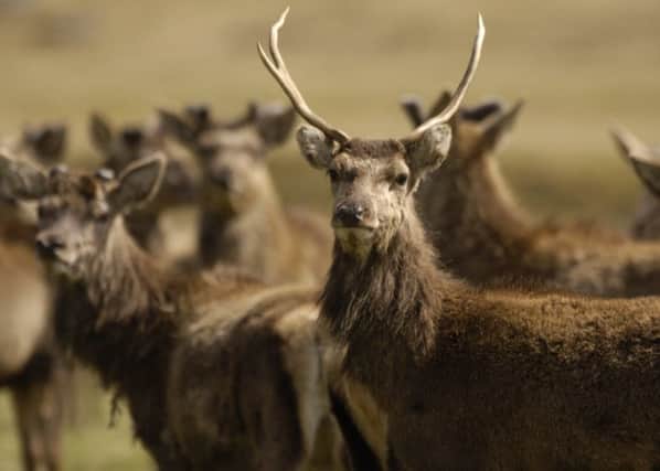 PICS TO GO WITH WINDFARM FEATURE FOR SCOTLAND ON SUNDAY. A NEW WINDFARM IS BEING PLANNED ON AN ESTATE NEAR TOMATIN NR INVERNESS. LOCAL ESTATE OWNERS AND THE PUBLIC ARE FIGHTING THE PLANS. STOCK PHOTOS OF A HURD OF DEER ON THE COIGNAFERN ESTATE OWNED BY SIGRID RAUSING. PIC PHIL WILKINSON / TSPL STAFF SCOTLAND ON SUNDAY 4/05/2005