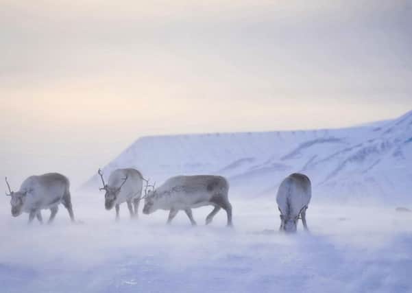 Wild reindeer foraging for food on the island of Spitsbergen on the Svalbard archipelago in the Arctic circle, as scientists say Arctic reindeer are becoming smaller and lighter due to the impact of climate change on their food supplies. Picture: Ben Birchall/PA Wire
