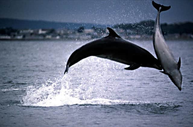 BOTTLENOSE DOLPHINS AT THE MORAY FIRTH