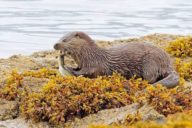 Mull is home to a large otter population. Picture: Ian Cook/Mull Otter Group