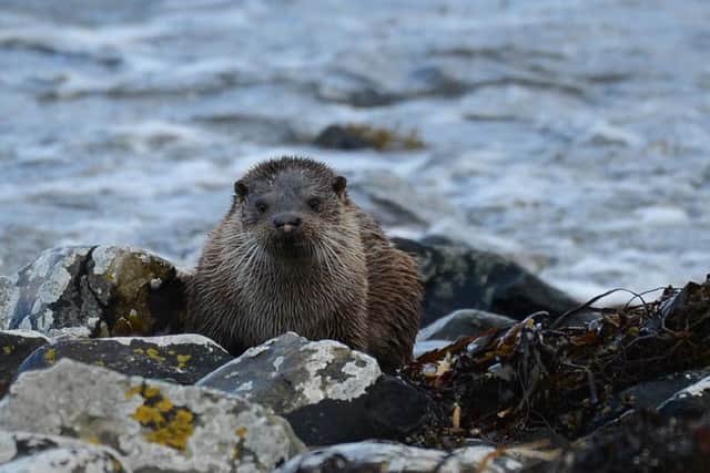 More than 60 otters have been killed on Mull's roads in the last four years. Picture: JW Goddard/Mull Otter Group