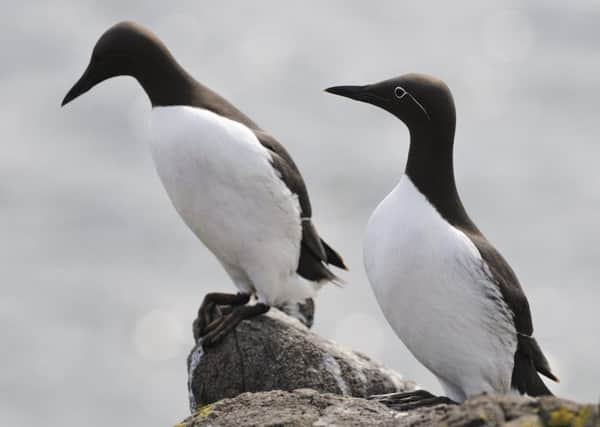 Guillemots had a successful year in 2015, rearing a higher than average number of chicks. Picture: Lorne Gill/SNH