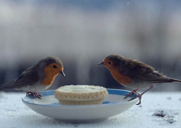 Waitrose's  Christmas advert  features an epic tale of a robin's homecoming to a UK garden and a crumb of mince pie. Picture PA