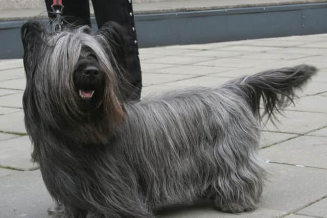 The Skye terrier, made famous by Greyfriars Bobby, is rated by the Kennel Club as a vulnerable native breed. Picture: Wikicommons