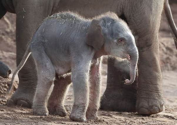A female Asian elephant calf, as yet unnamed, which was born at Chester Zoo last night. Picture: PA