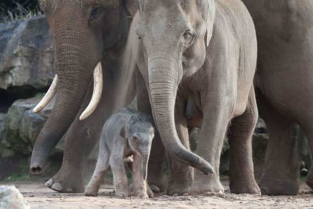 The newborn elephant calf with her father Aung Bo and mother Sundara. Picture: PA