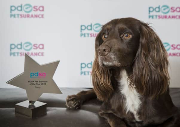 Two-year-old cocker spaniel Darcy who has been crowned PDSA Pet Survivor of the Year. Picture: PA