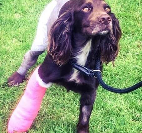 Lucky dog Darcy with a case on her leg. Picture: SWNS