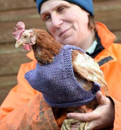 Pauline Marley with their rescued featherless chickens which received knit-wear to keep them warm while their feathers grow back. Picture: SWNS