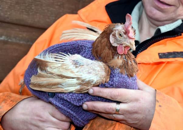 One of the rescued featherless chickens wearning knit-wear to keep itself warm. Picture: SWNS