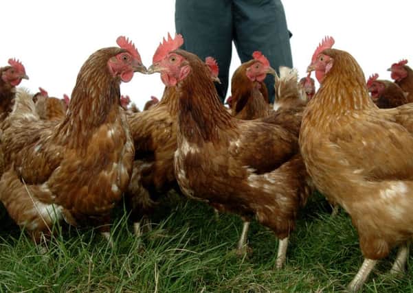 Poultry must be kept away from wild birds. Picture: Ian Rutherford