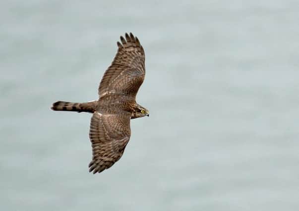 The falcon from Dumfries and Galloway tested positive for H5N8 avian influenza. Picture: Jane Barlow