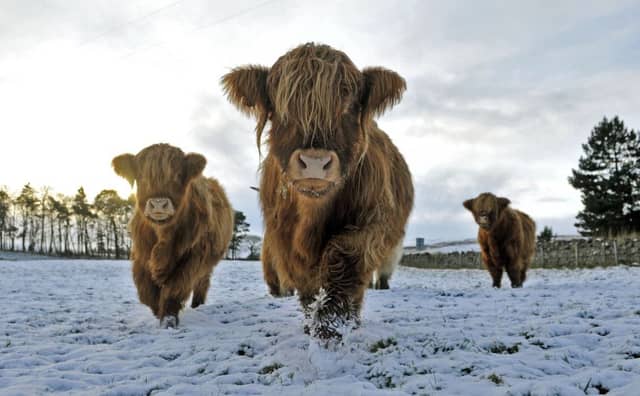 There is a chance of snow in parts of Scotland on Christmas Day. Picture: Phil Wilkinson