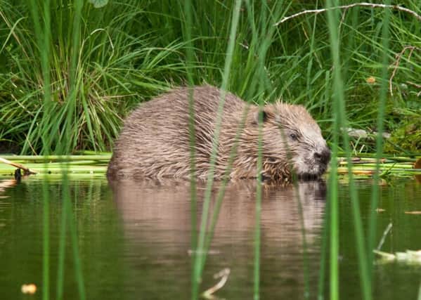 Beavers are set for official recognition as a native species. Picture: RZSS
