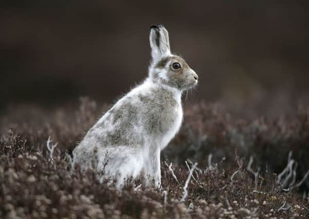 Scotland's native mountain hare is a protected species but large numbers are legally culled to benefit grouse survival