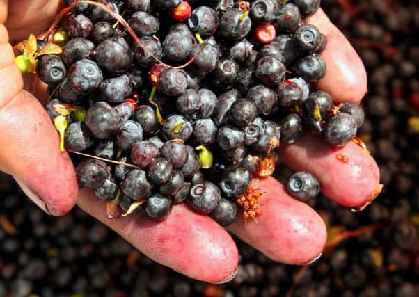 Boosting blueberry production in Scotland could have health and economic benefits. Picture: Ermal Meta/AFP/Getty Images