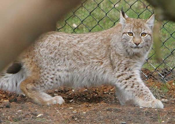 NFU Scotland said moves to reintroduce lynx to Scotland would attract 'considerable analysis and debate'. Picture: Geoff Caddick/PA Wire
