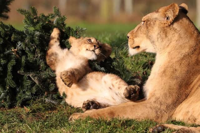 One of the cubs plays with a tree, while its doting mother looks on. Picture: Andrew Milligan/PA Wire
