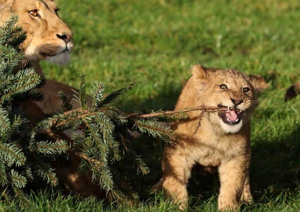 One of the lion cubs uses one of the trees as a chew toy. Picture: Andrew Milligan/PA Wire