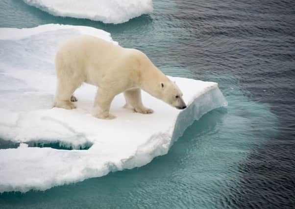 Mind the (myth) gap: a Polar bear walking on sea ice in the Arctic