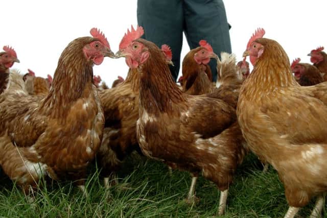 Avian flu insurance was cited as a reason behind the surge. Picture: Ian Rutherford