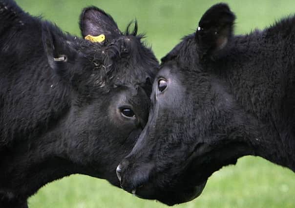 Scotland's Beef Event 2017 takes place in June. Picture: Christopher Furlong/Getty Images
