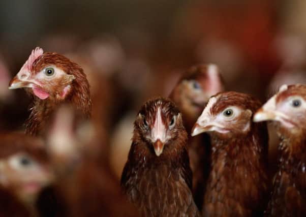 Efforts to control the spread of bird flu have been extended to the end of next month. Picture: Jamie McDonald/Getty Images
