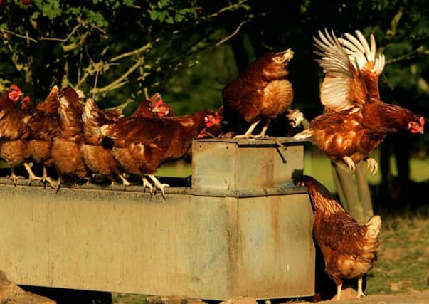 Back yard flock keepers are not exempt from the biosecurity measures. Picture: Daniel Berehulak/Getty Images