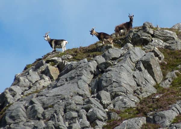 The number of wild goats near the Five Sisters of Kintail has risen rapidly in recent years