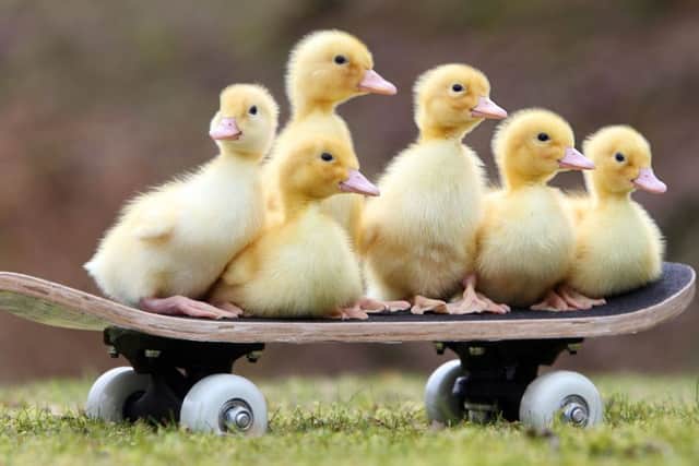The Championship mustnt be an afterthought like Nationwides skateboarding ducks. Picture: Richard Austin/REX/Shutterstock