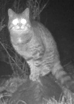 The wildcat spotted at Leith Hall in Aberdeenshire. PIC NTS
