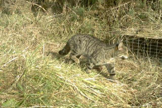 The Leith Hall wildcat has been recently spotten on a farm near the NTS property. PIC NTS.