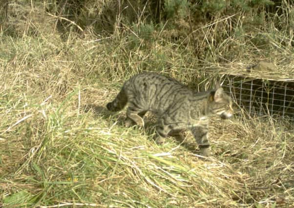 The Leith Hall wildcat has been recently spotten on a farm near the NTS property. PIC NTS.