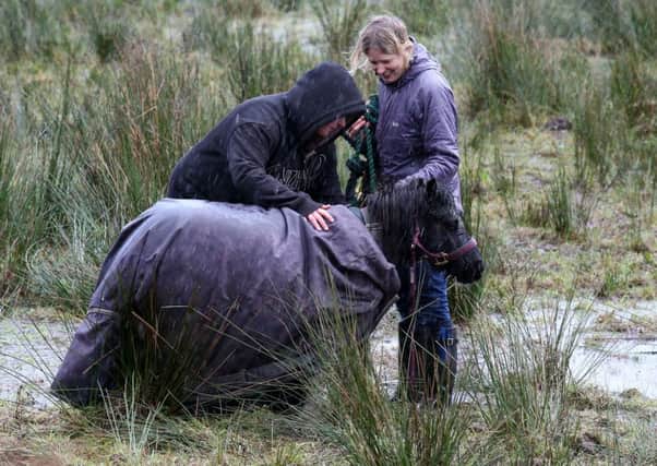 Nemo, a Shetland pony, is rescued by the Scottish Fire and Rescue Service after it became stranded in a swollen river near Lochard Road, Aberfoyle. Picture: Andrew Milligan/PA Wire