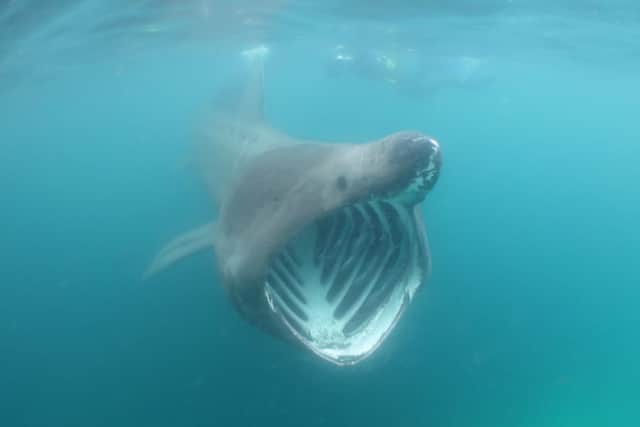 It's possible to swim with these gentle giants in the Inner Hebrides. Picture: Contributed