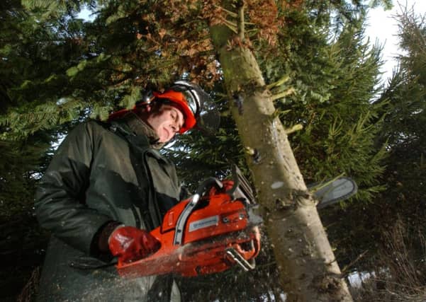 The forestry sector is worth £954 million to the economy. Picture: TSPL