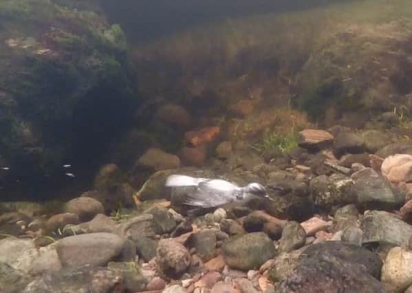 The dipper bird under water in the River Ness. Picture: Contributed