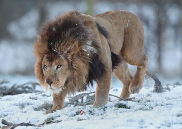 A lion in the snow at Blair Drummond Safari Park near Stirling. Picture: Andrew Milligan/PA Wire