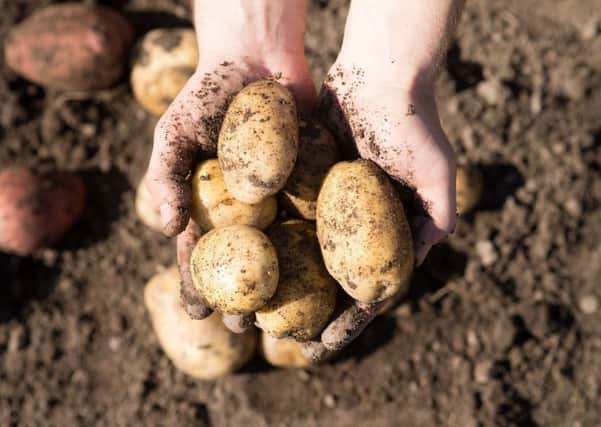 The potatoes are harvested months before traditional crops