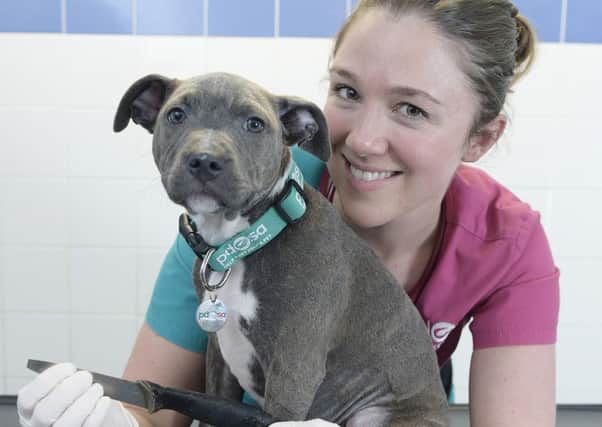 Macie, a 14-week-old Staffirdshire Bull Terrier who  swallowed a kitchen knife and required life-saving surgery.
 Picture: Sandy Young